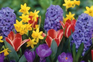 flower, Flowers, Petals, Garden, Nature, Plants, Beautiful, Delicate, Colorful, Soft, Spring, 1920×1200,  223