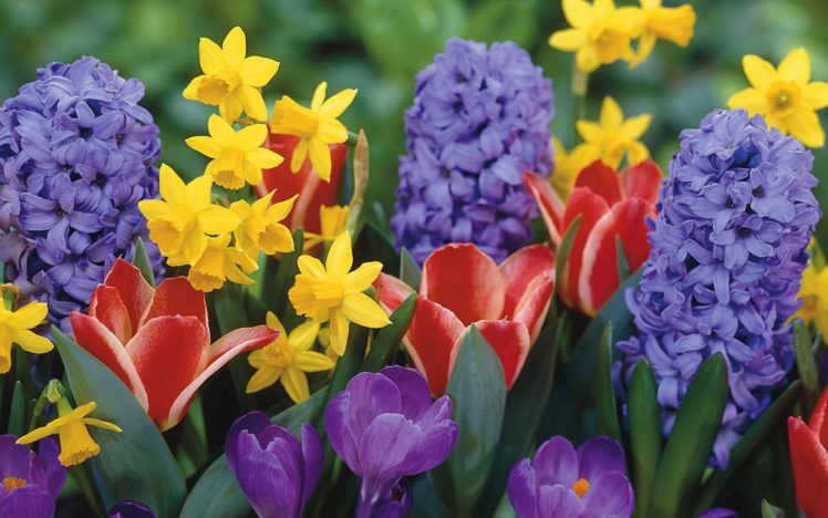 flower, Flowers, Petals, Garden, Nature, Plants, Beautiful, Delicate, Colorful, Soft, Spring, 1920×1200,  223 HD Wallpaper Desktop Background