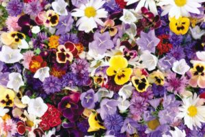 flower, Flowers, Petals, Garden, Nature, Plants, Beautiful, Delicate, Colorful, Soft, Spring, 1920×1200,  234