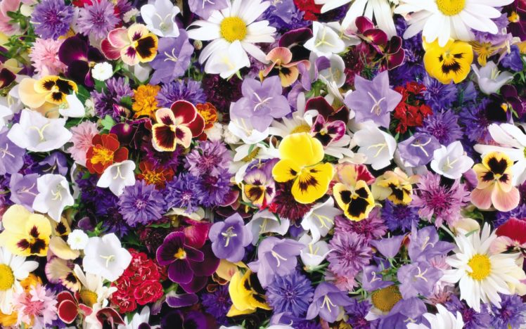 flower, Flowers, Petals, Garden, Nature, Plants, Beautiful, Delicate, Colorful, Soft, Spring, 1920×1200,  234 HD Wallpaper Desktop Background