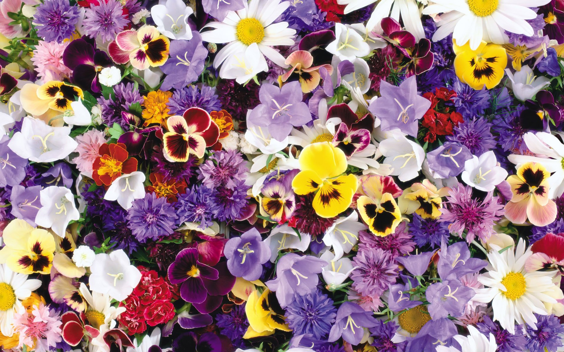 flower, Flowers, Petals, Garden, Nature, Plants, Beautiful, Delicate, Colorful, Soft, Spring, 1920x1200,  234 Wallpaper