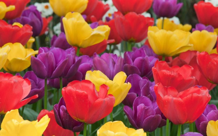 flower, Flowers, Petals, Garden, Nature, Plants, Beautiful, Delicate, Colorful, Soft, Spring, 1920×1200,  237 HD Wallpaper Desktop Background