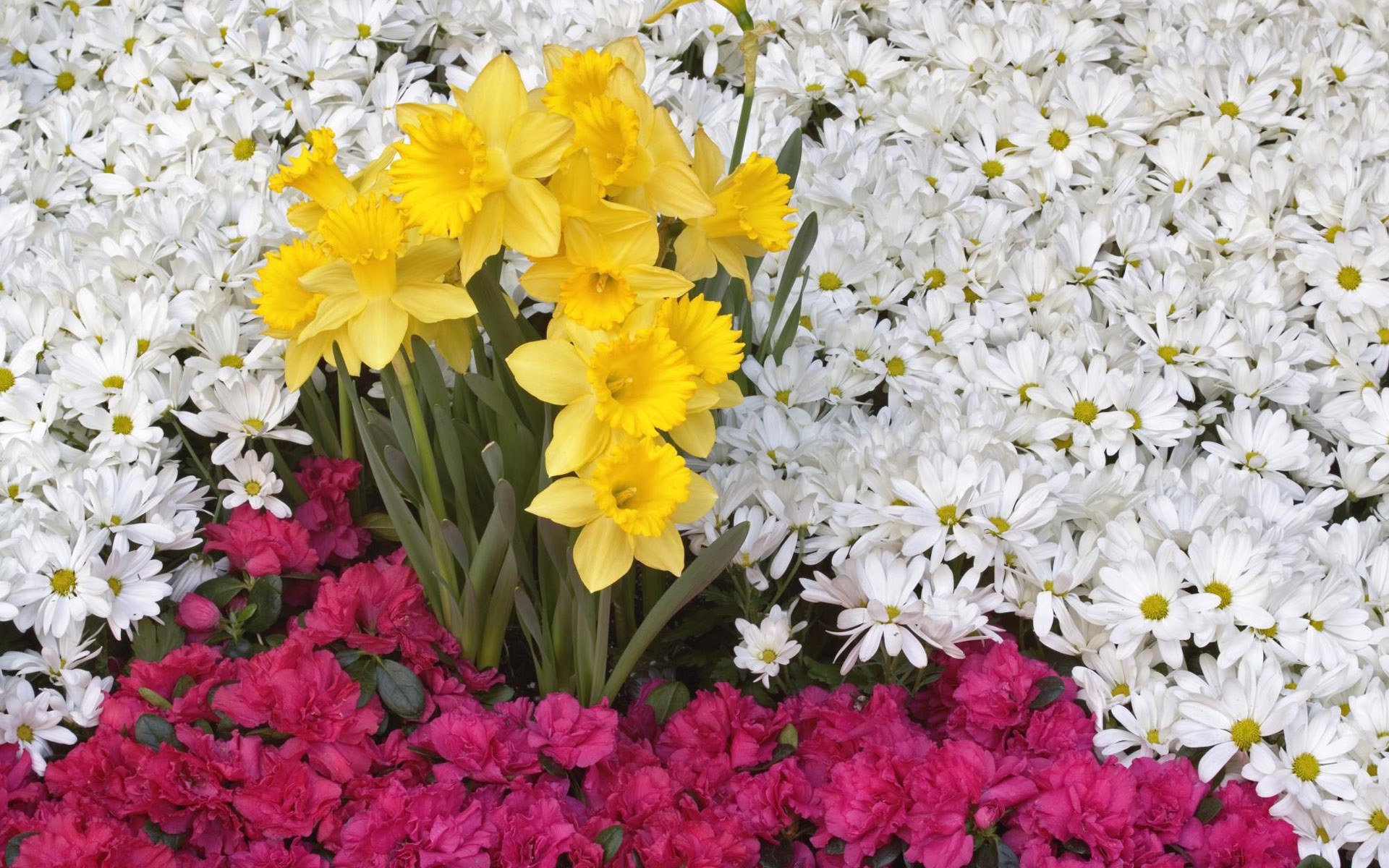 flower, Flowers, Petals, Garden, Nature, Plants, Beautiful, Delicate, Colorful, Soft, Spring, 1920x1200,  254 Wallpaper