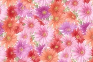 flower, Flowers, Petals, Garden, Nature, Plants, Beautiful, Delicate, Colorful, Soft, Spring, 1920×1200,  255