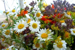 flower, Flowers, Petals, Garden, Nature, Plants, Beautiful, Delicate, Colorful, Soft, Spring, 1920x1200,  269