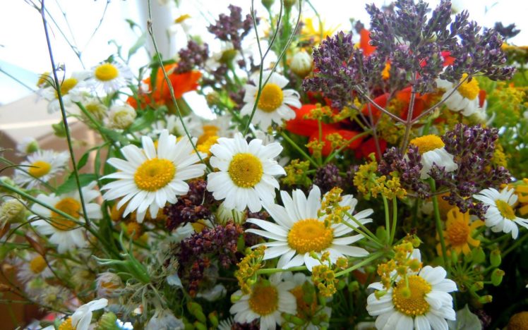 flower, Flowers, Petals, Garden, Nature, Plants, Beautiful, Delicate, Colorful, Soft, Spring, 1920×1200,  269 HD Wallpaper Desktop Background