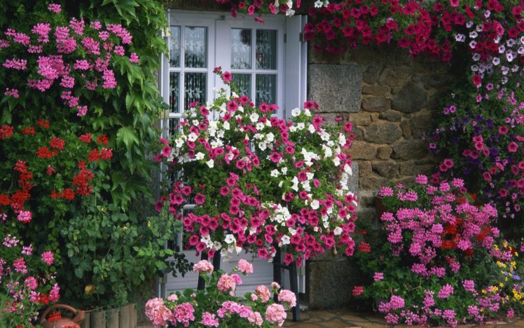 flower, Flowers, Petals, Garden, Nature, Plants, Beautiful, Delicate, Colorful, Soft, Spring, 1920×1200,  270 HD Wallpaper Desktop Background