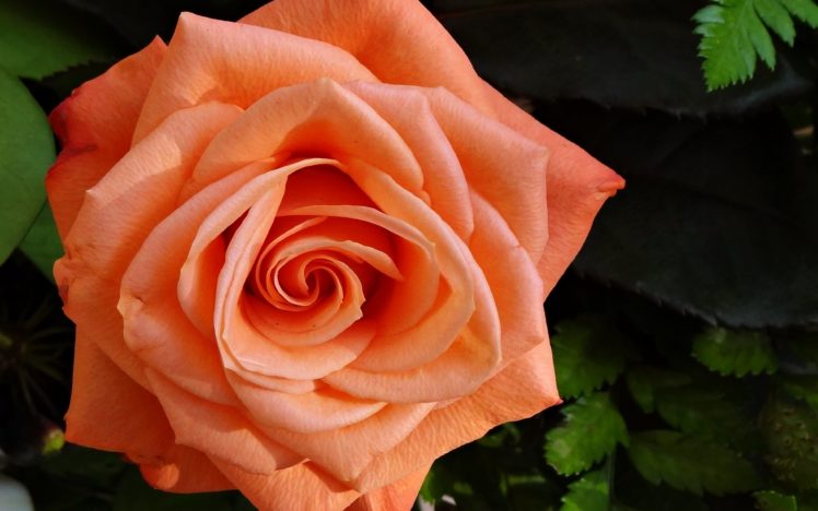 roses, Flowers, Gardens, Spring, Nature, Beauty, Love, Romance, Emotions, Life, Orange HD Wallpaper Desktop Background