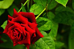 red, Beauty, Emotions, Flowers, Gardens, Life, Love, Nature, Romance, Roses, Spring
