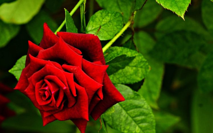 red, Beauty, Emotions, Flowers, Gardens, Life, Love, Nature, Romance, Roses, Spring HD Wallpaper Desktop Background