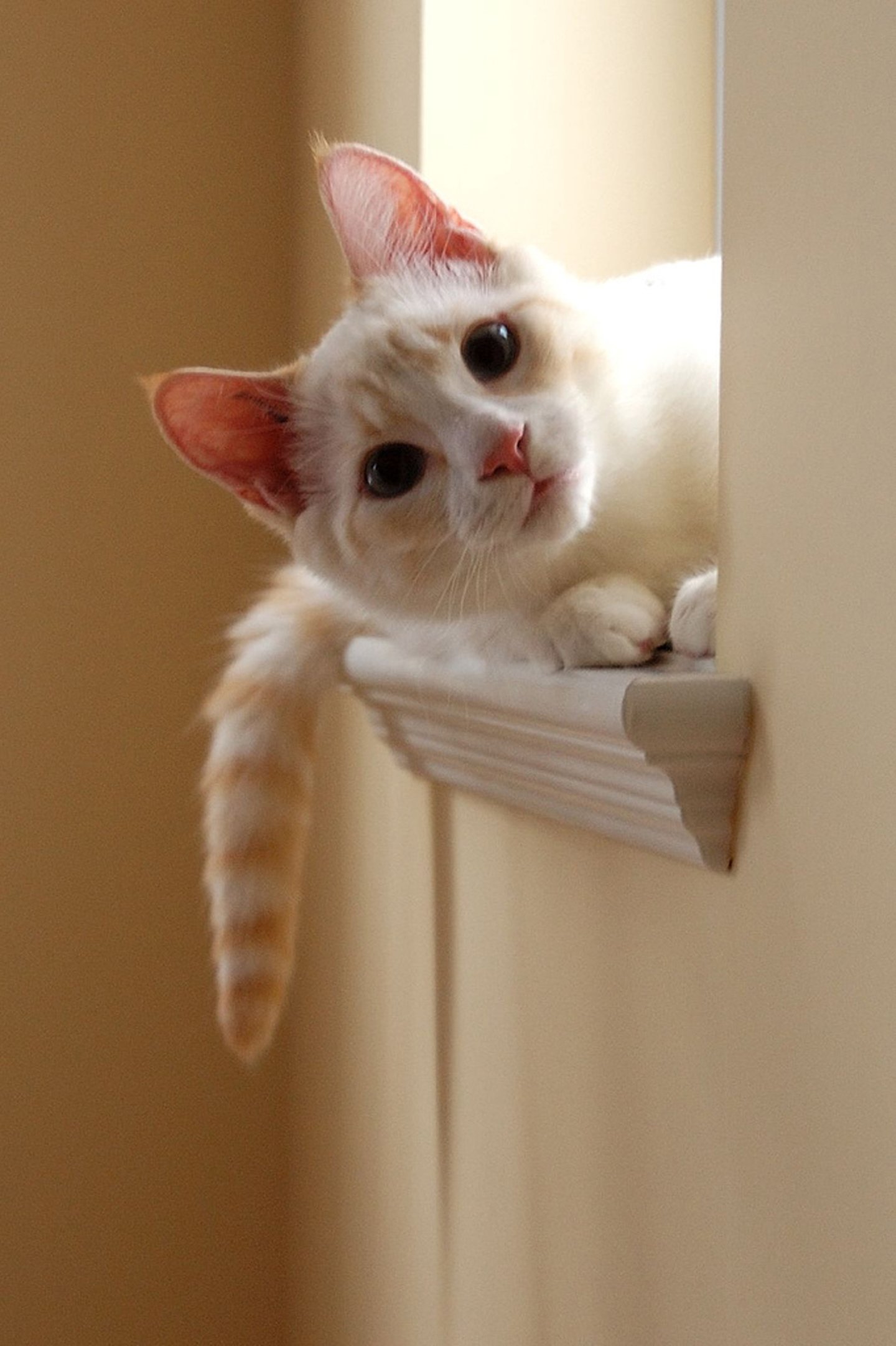 cat, Animal, Cute, Overview Wallpaper