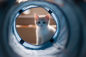 kitten, Cat, Tunnel