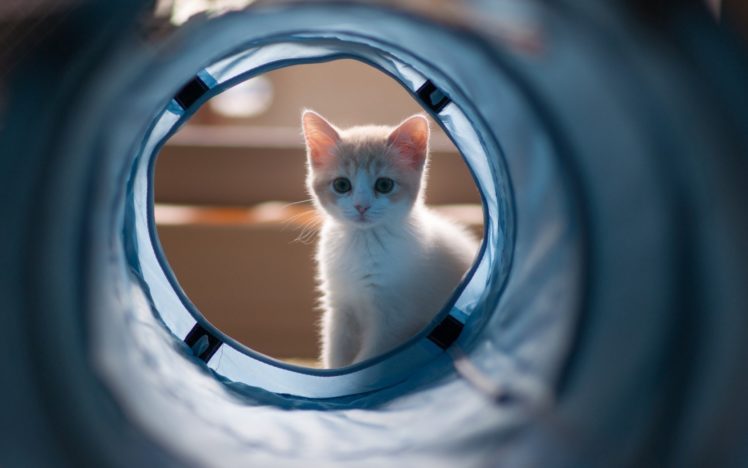 kitten, Cat, Tunnel HD Wallpaper Desktop Background
