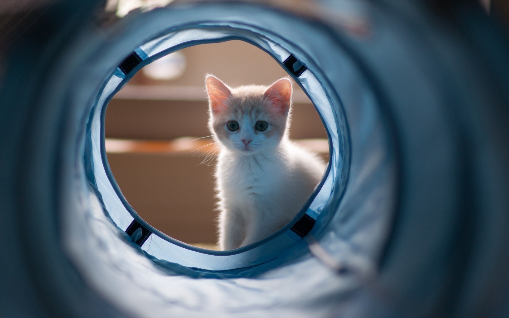 kitten, Cat, Tunnel Wallpaper