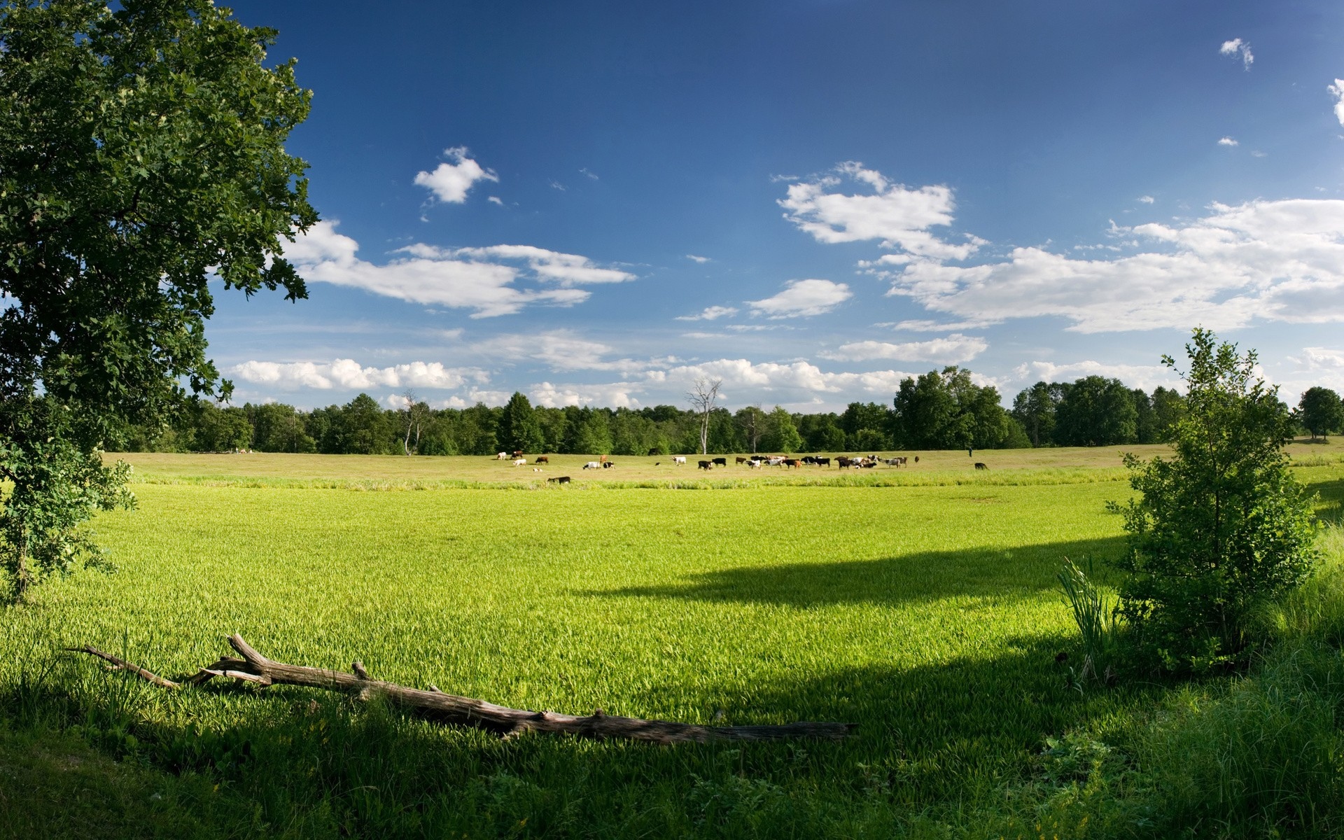 nature, Landscapes, Trees, Cows Wallpaper