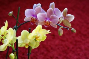 orchid, Beautiful, Flowers