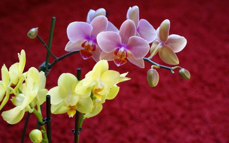 orchid, Beautiful, Flowers HD Wallpaper Desktop Background