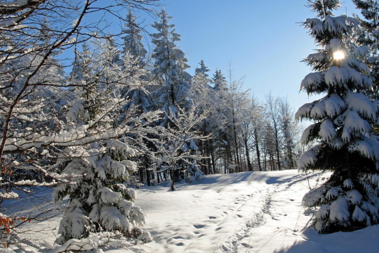 seasons, Winter, Snow, Trees, Fir, Nature HD Wallpaper Desktop Background