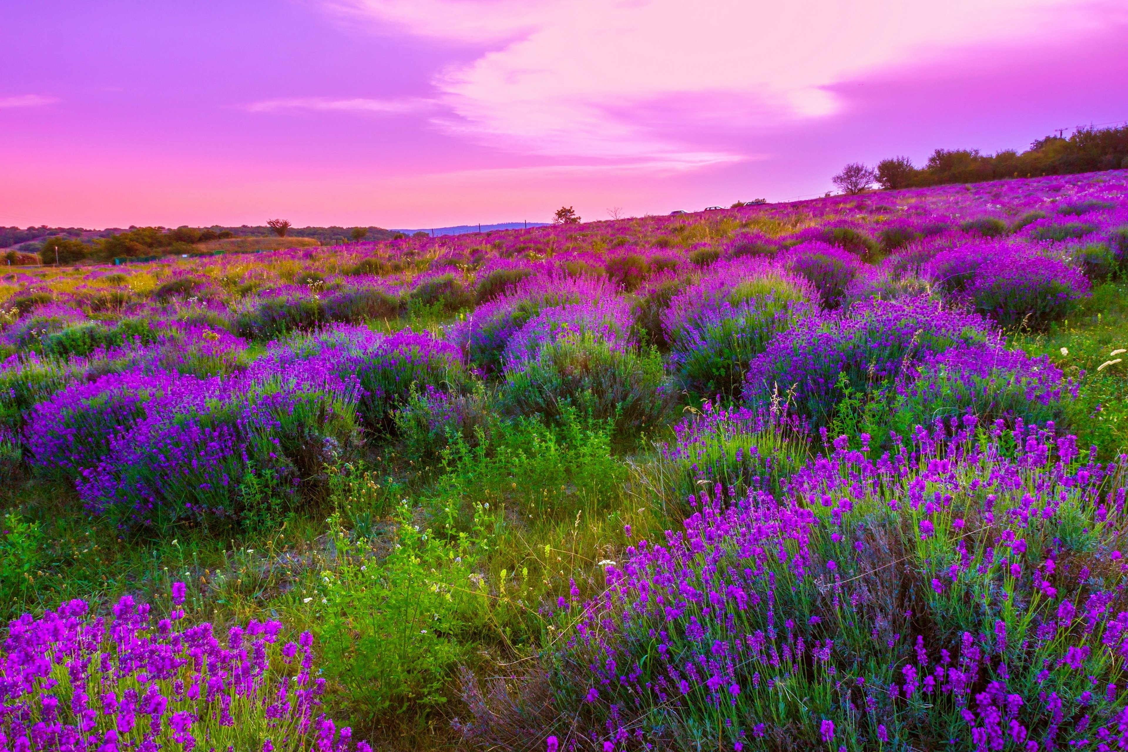 sky, Pink, Colorful, Flowers, Plants, Spring, Landscape, Nature, Emotions, Romantic, Countryside, Clouds Wallpaper