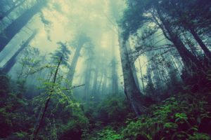 landscapes, Nature, Jungle, Forest, Trees, Plants, Fog, Tall, Trees