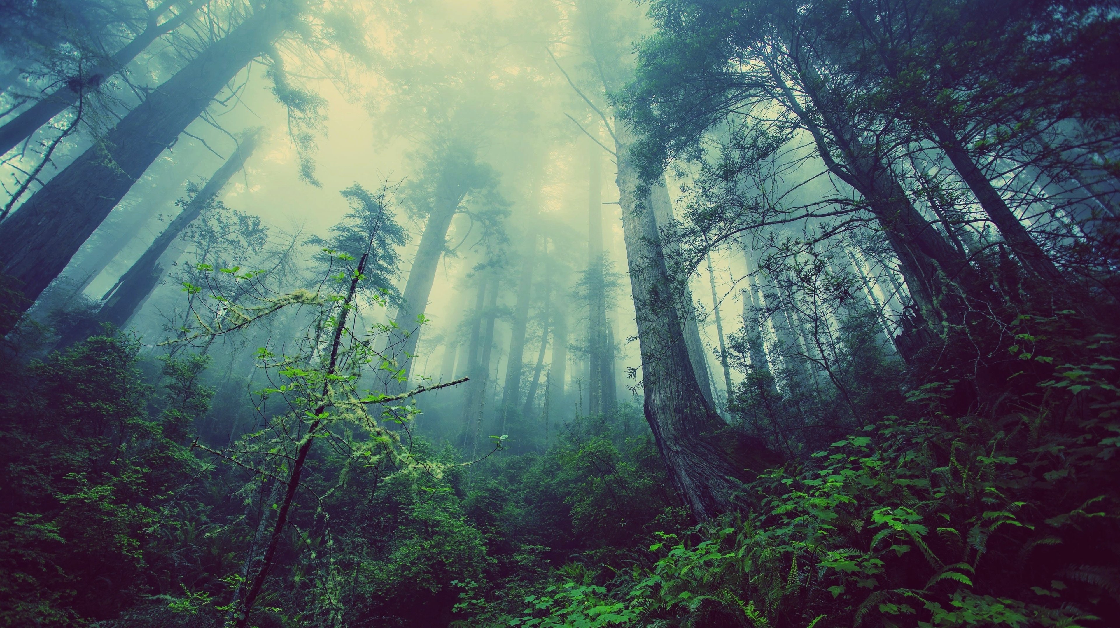 landscapes, Nature, Jungle, Forest, Trees, Plants, Fog, Tall, Trees Wallpaper