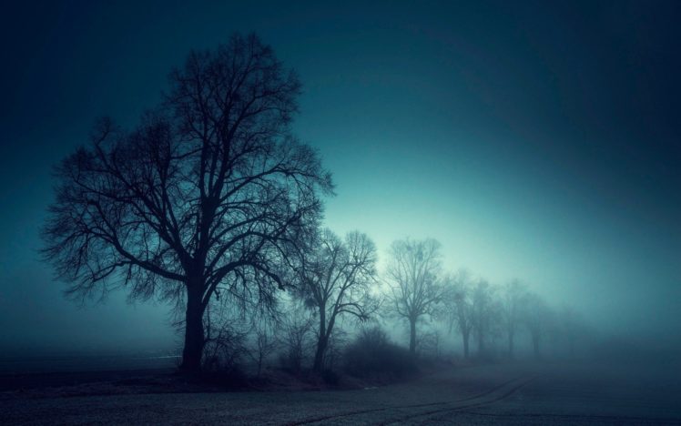 mist, Field, Trees, Mist, Sunrise HD Wallpaper Desktop Background
