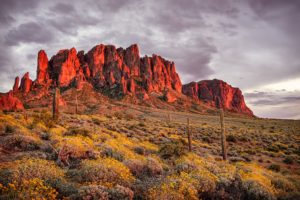 mountains, Desert, Flowers, Cactus, Apache, Junction, State, Of, Arizona, Superstition, Mountains