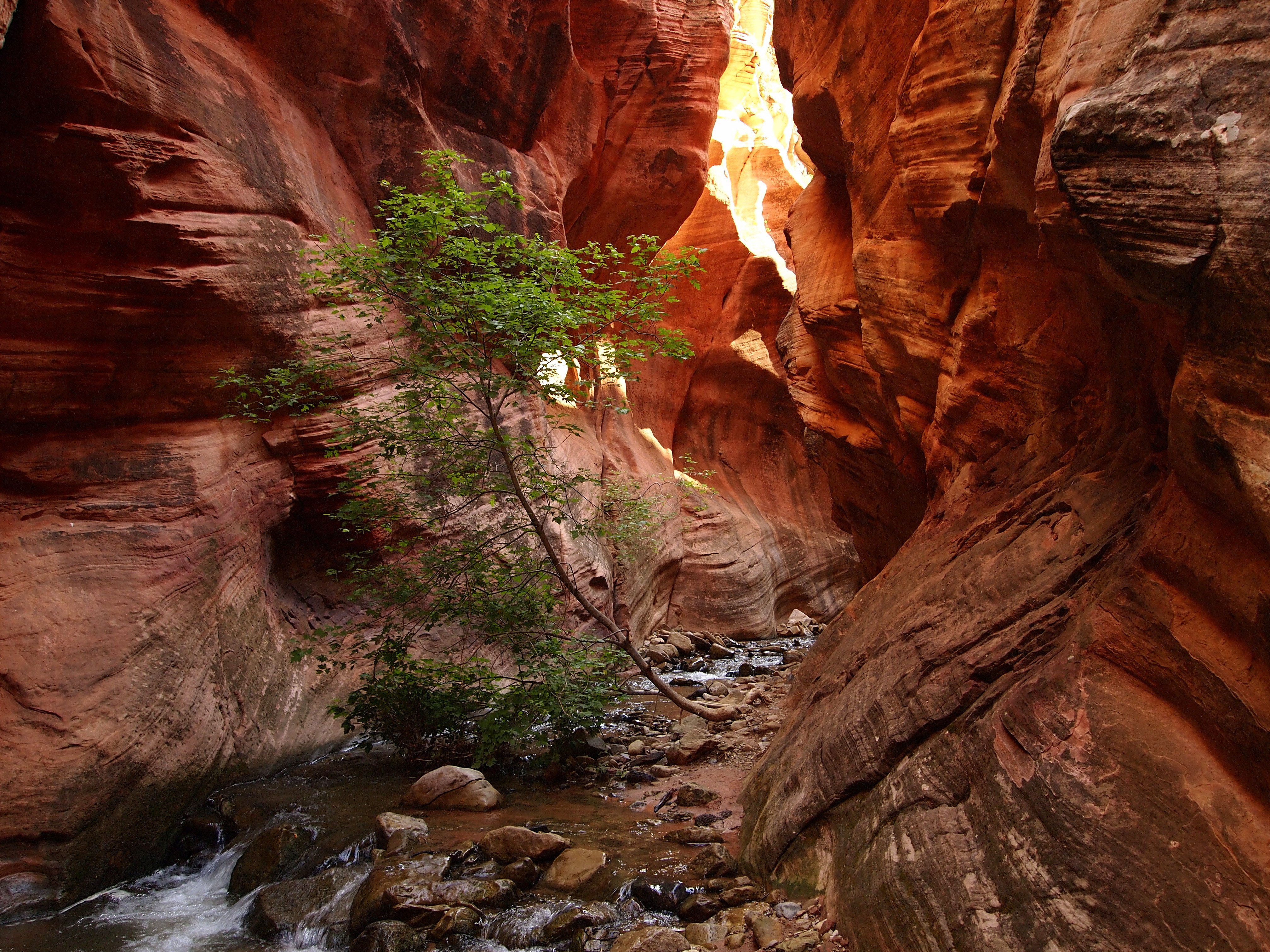 river, Tree, Rock, Zion, National, Park, Usa, Utah Wallpaper