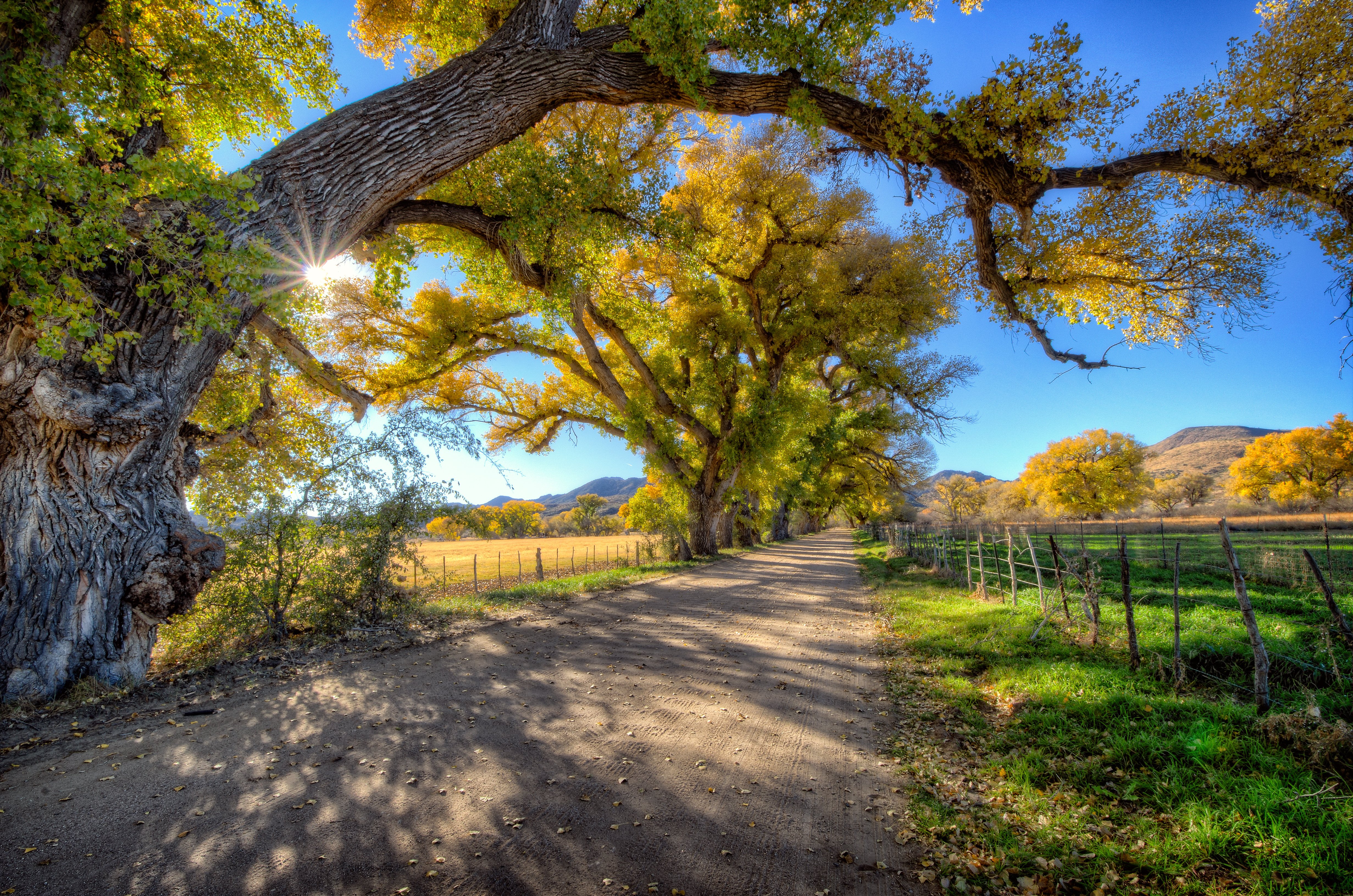 road, Trees, Sun, Scully, Valley, Arizona, Usa, Skull, Valley, Arizona Wallpaper