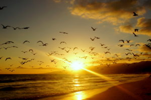 sunrises, Sunsets, Coast, Birds, Usa, Malibu, California, Rays, Sea, Ocean