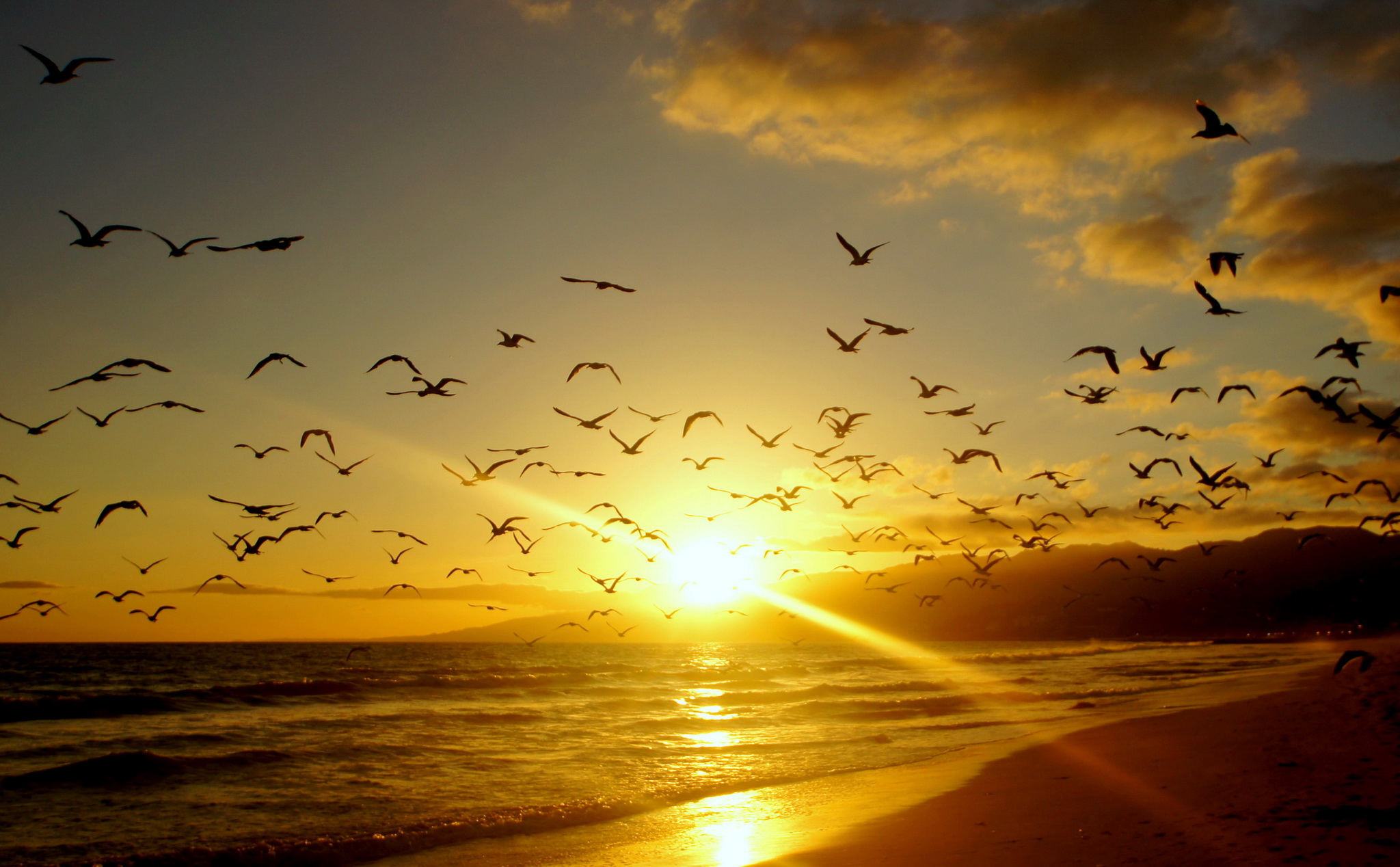 sunrises, Sunsets, Coast, Birds, Usa, Malibu, California, Rays, Sea, Ocean Wallpaper
