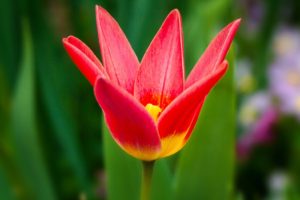 tulip, Flower, Nature