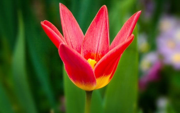 tulip, Flower, Nature HD Wallpaper Desktop Background