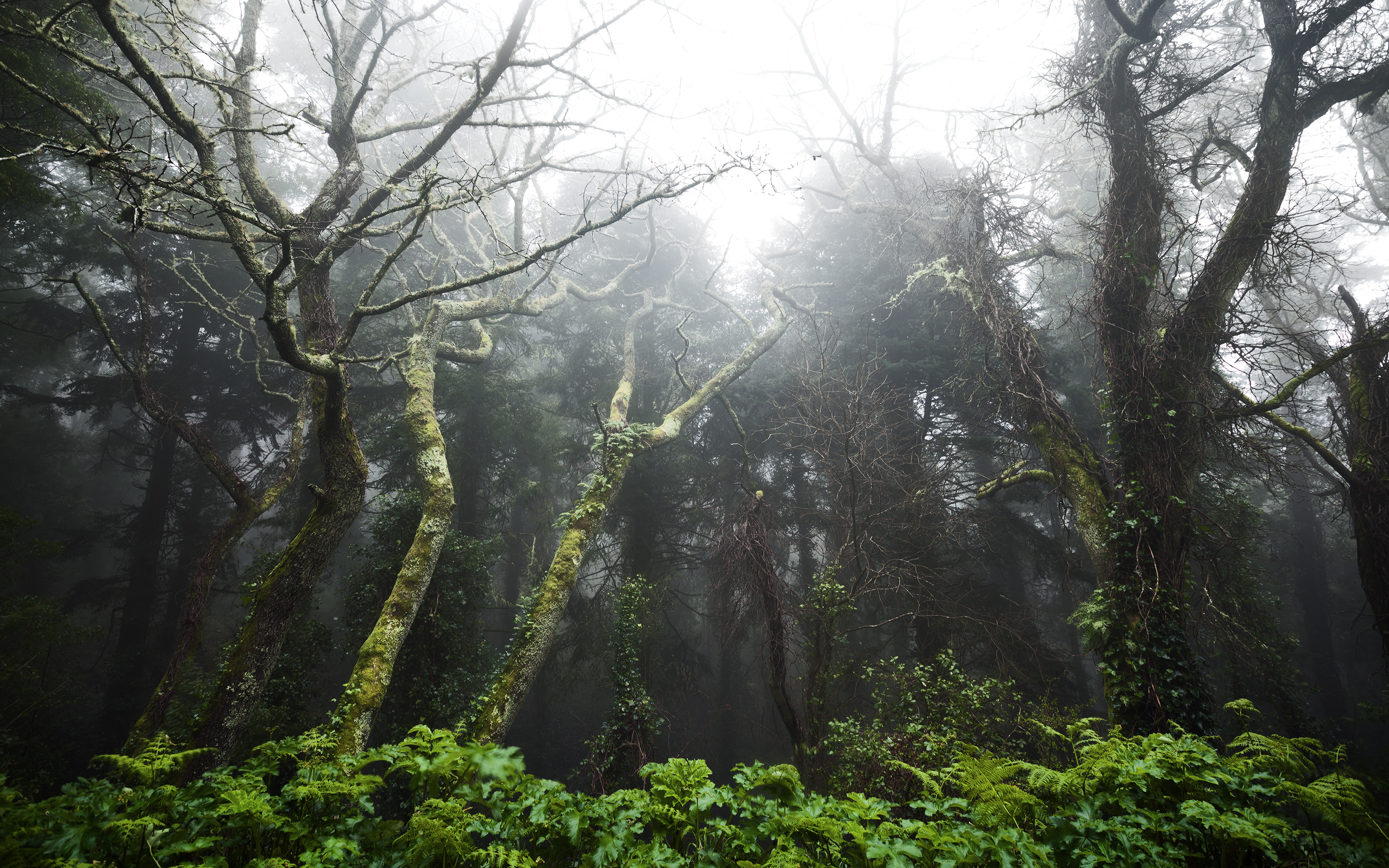 trees, Forest Wallpaper