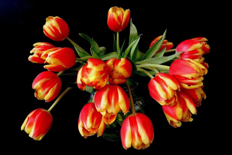 tulips, Flowers HD Wallpaper Desktop Background