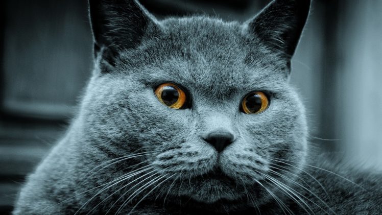 cats, Gray HD Wallpaper Desktop Background