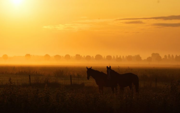 horses, Animals, Farms, Nature, Landscapes, Earth, Summer, Trees, Countryside, Fields, Sunset, Orange, Sky, Clouds HD Wallpaper Desktop Background