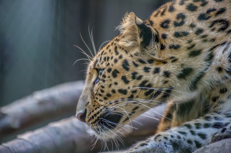 amur, Leopard, Leopard, Wild, Cat, Carnivore, Muzzle HD Wallpaper Desktop Background