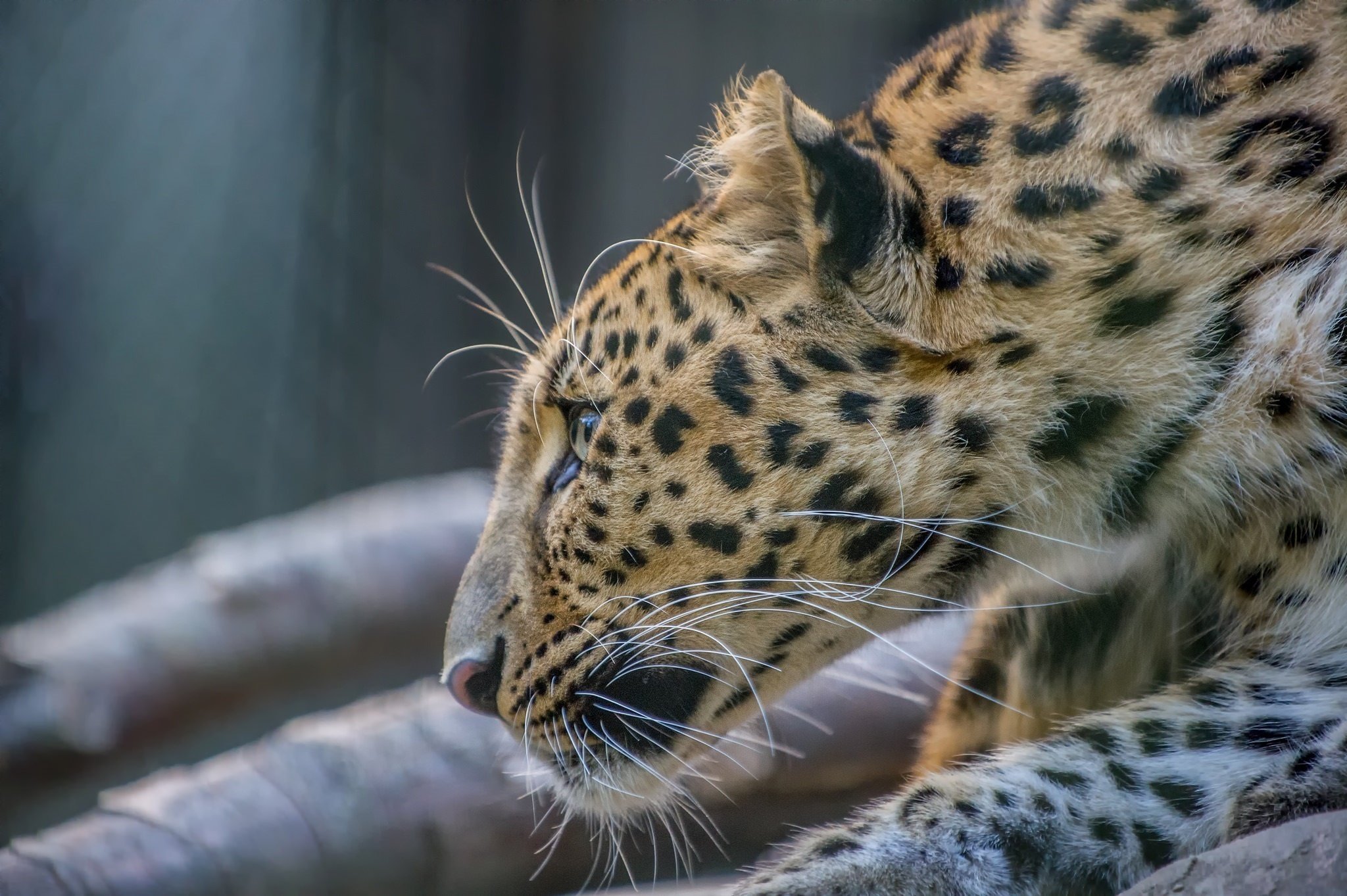 amur, Leopard, Leopard, Wild, Cat, Carnivore, Muzzle Wallpaper