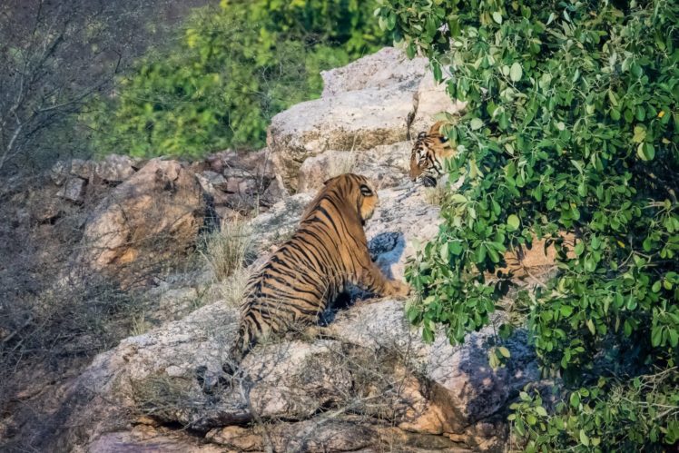 bengal, Tiger, Fighting, Predator HD Wallpaper Desktop Background