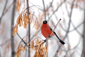 bullfinch, Winter, Wood, Maple, Finch