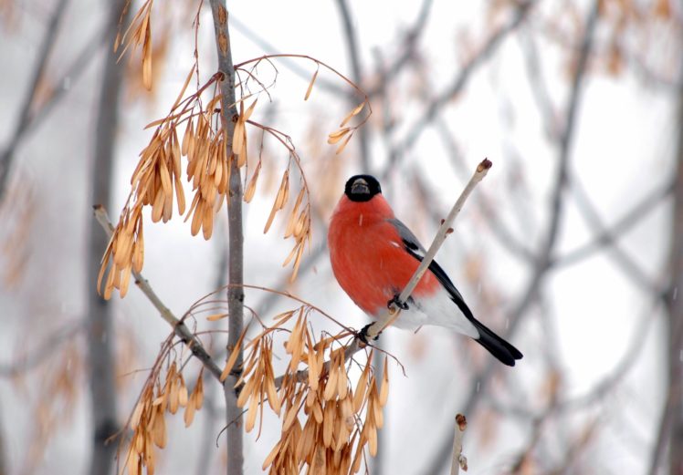 bullfinch, Winter, Wood, Maple, Finch HD Wallpaper Desktop Background