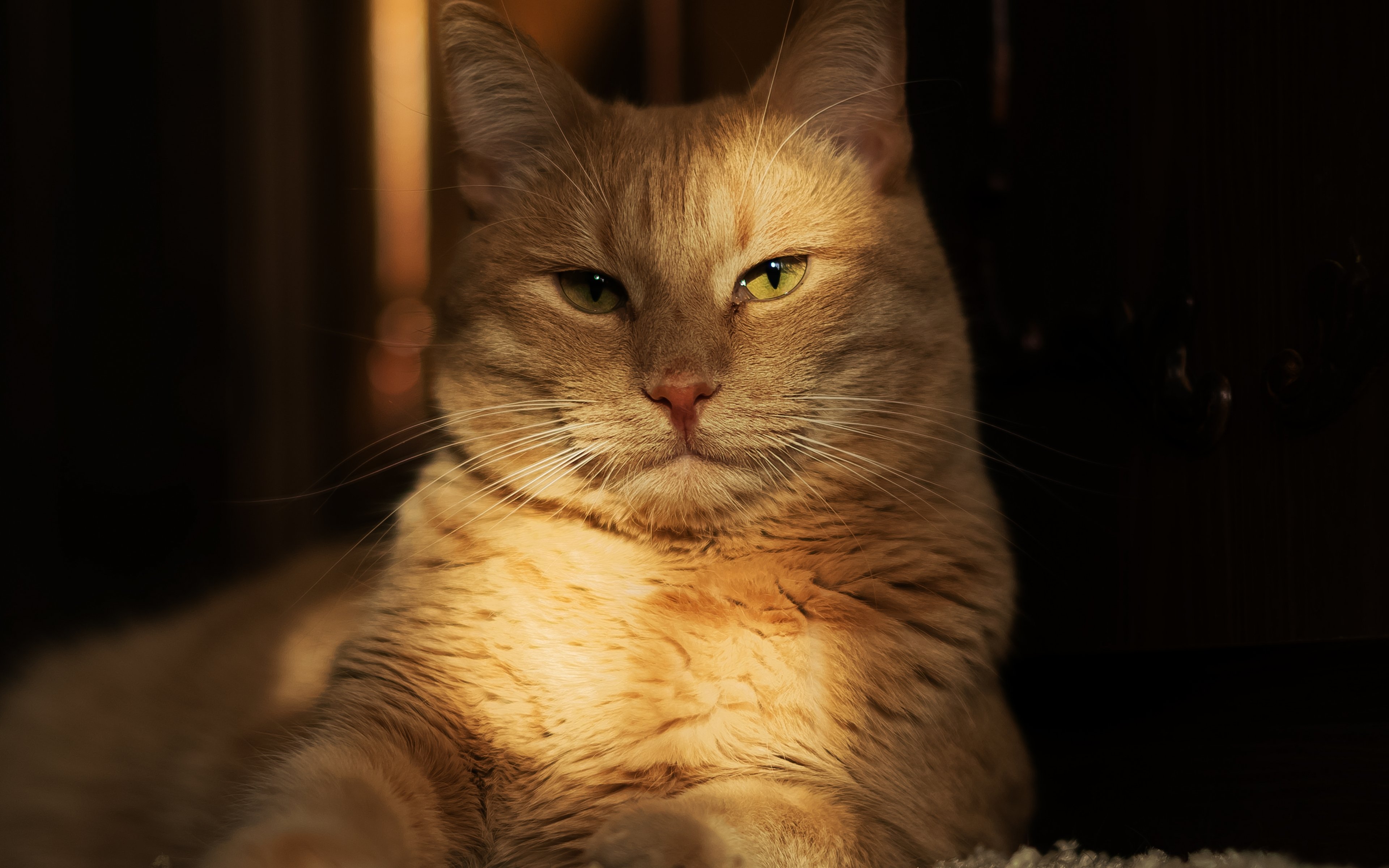 cat, Cats, Feline Wallpaper