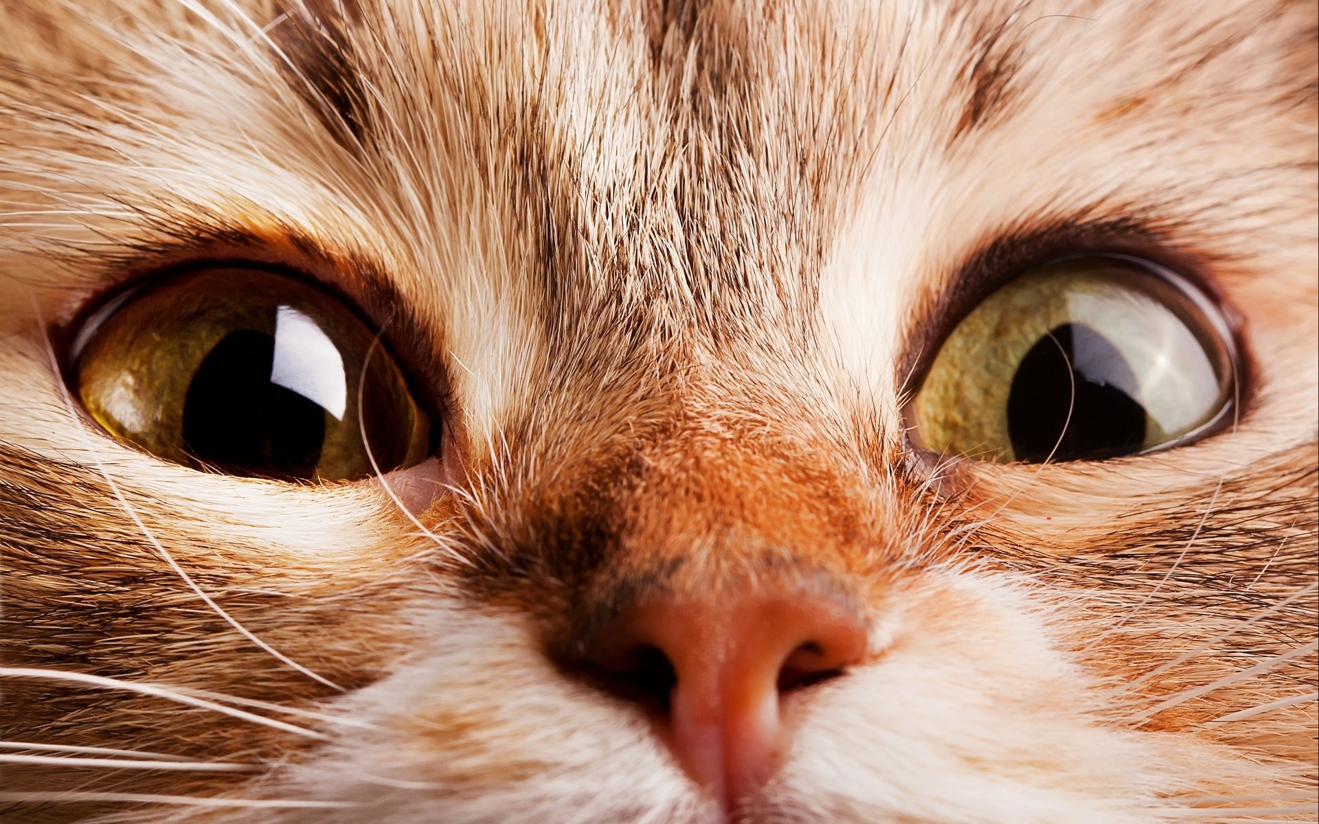 cat, Cats, Feline, Eyes Wallpaper