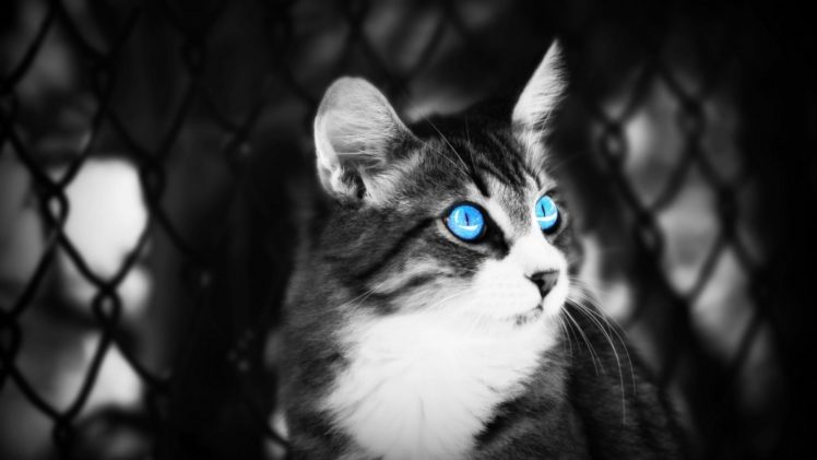 cat, Cats, Feline, Eyes HD Wallpaper Desktop Background