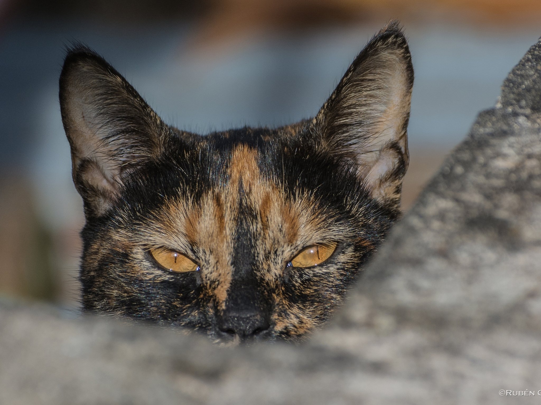 cat, Cats, Feline, Eyes Wallpaper