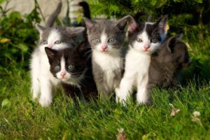cat, Cats, Feline, Kitten, Baby