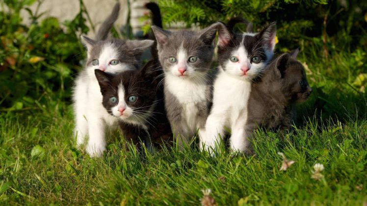 cat, Cats, Feline, Kitten, Baby HD Wallpaper Desktop Background