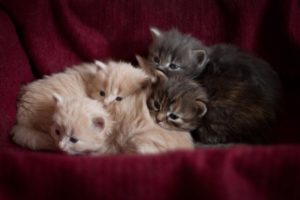 cat, Cute, Kitten, Baby