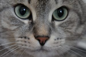 cat, Eyes